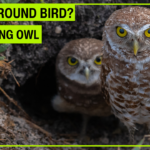 Burrowing owl standing at the entrance of its underground burrow with bright yellow eyes while another owl peeks from the tunnel behind it.