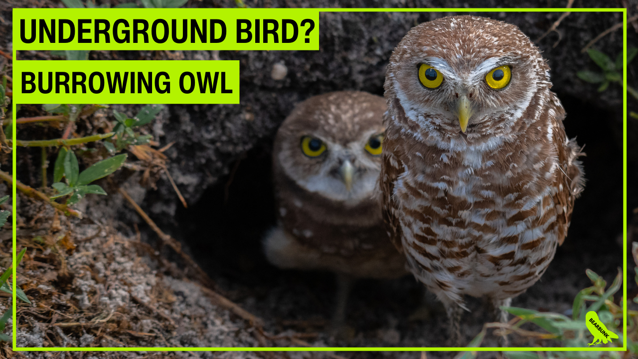 Burrowing owl standing at the entrance of its underground burrow with bright yellow eyes while another owl peeks from the tunnel behind it.