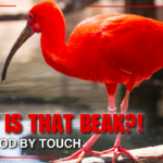 Scarlet ibis with bright red feathers and a long curved beak standing near water in a wetland setting.