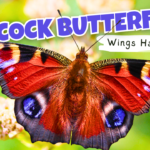 Peacock Butterfly with bright red wings and colorful eye spots resting on a flower
