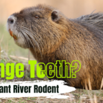 A nutria with bright orange teeth sitting in grass beside the text “Orange Teeth? The Giant River Rodent”.