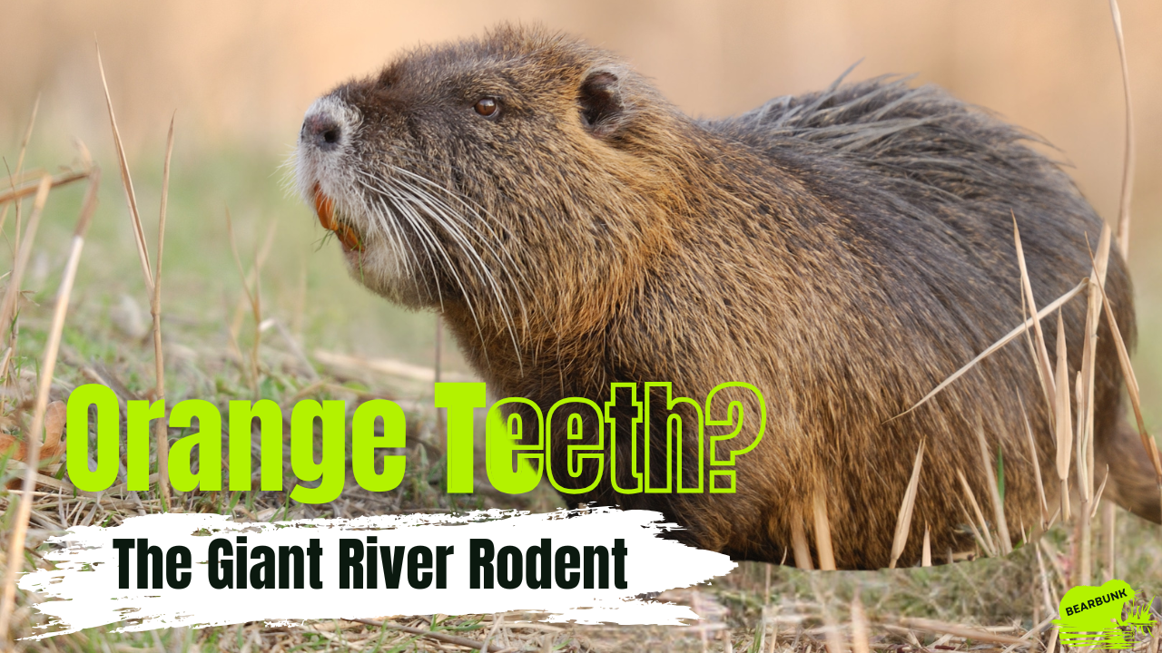 A nutria with bright orange teeth sitting in grass beside the text “Orange Teeth? The Giant River Rodent”.