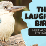 A laughing kookaburra perched on a tree branch in Australia.