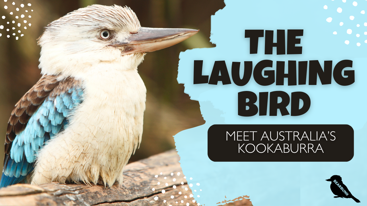The Kookaburra | Australia’s Famous Laughing Bird