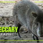 Collared peccary walking through a forest habitat. Peccaries resemble wild pigs but belong to a different animal family and are known for their strong social behavior and herd living.