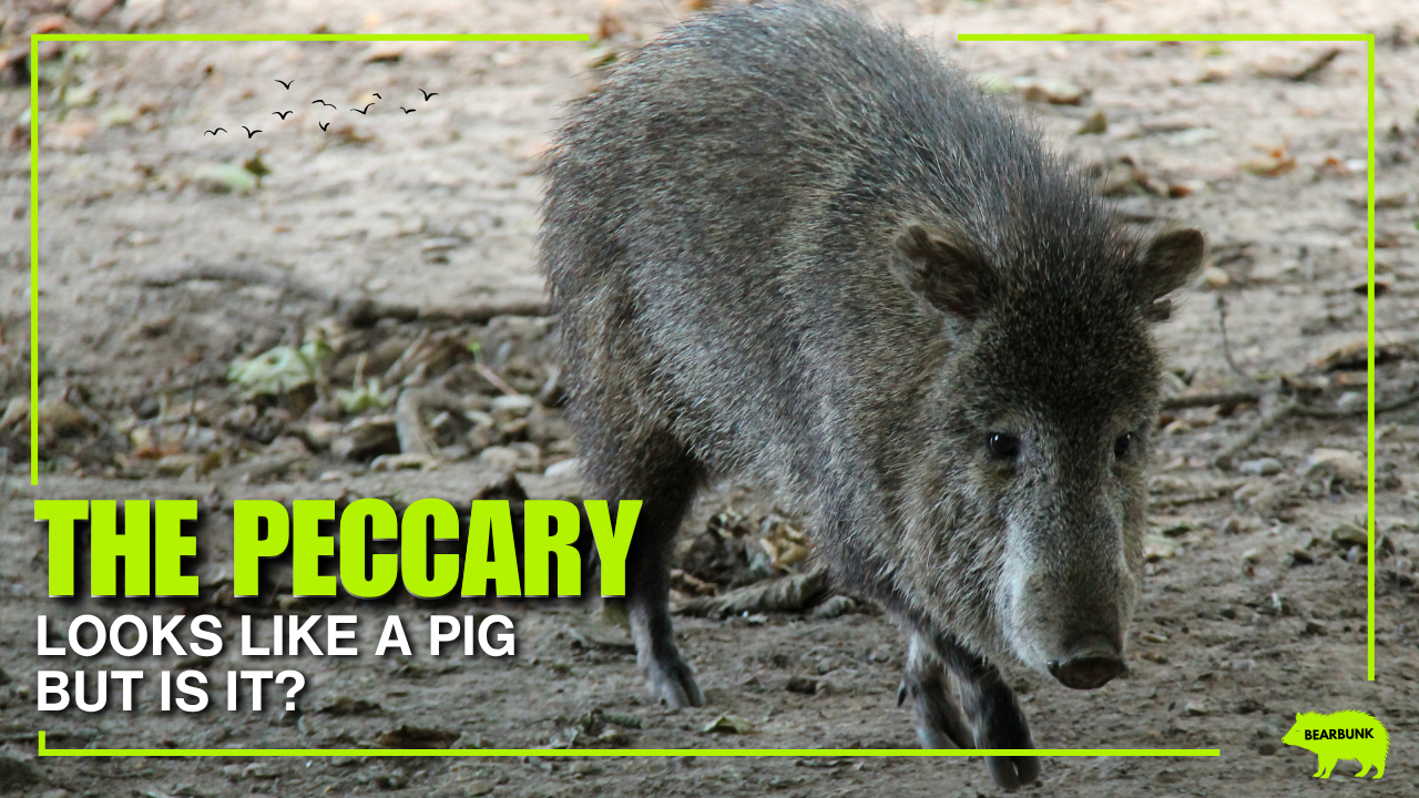 Collared peccary walking through a forest habitat. Peccaries resemble wild pigs but belong to a different animal family and are known for their strong social behavior and herd living.