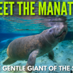 A gentle Florida manatee gliding through the clear, sunlit waters of a natural spring, with text overlay reading Gentle Giants and Secrets of the Manatee.