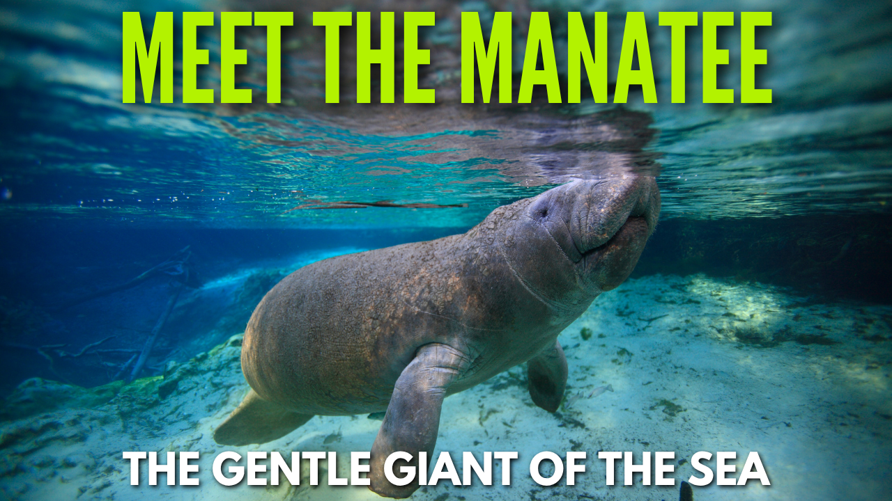 The Gentle Giants of the Springs: Discovering the World of Manatees