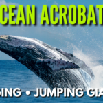 A massive humpback whale breaches out of the sparkling blue ocean water under a bright sky, with overlaid text that reads "Whale That Jumps!" and "Ocean giant".