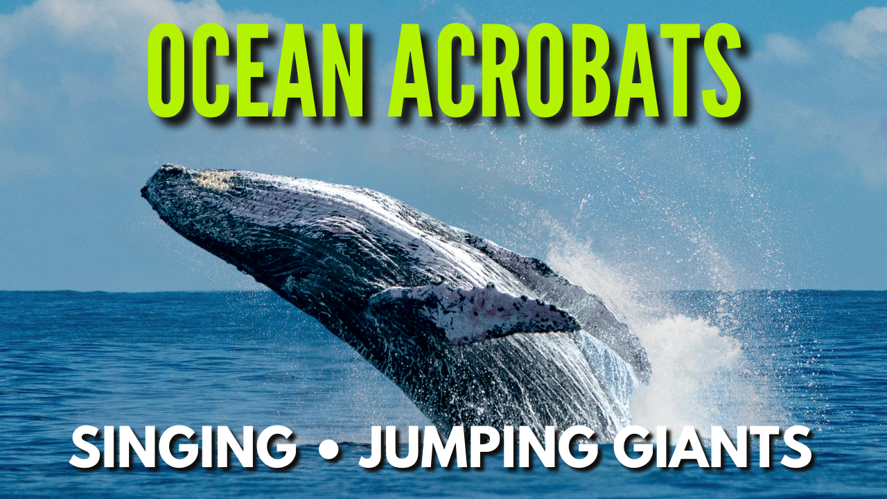 The Magnificent Humpback Whale: Giant of the Deep Blue Sea