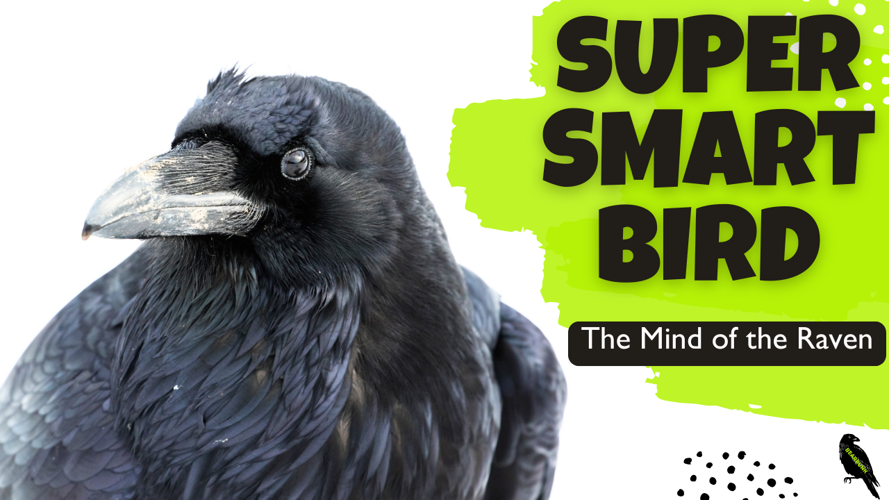 The Mind of a Raven: Discover One Very Smart Bird