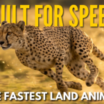A cheetah sprinting across golden African grassland, showing its spotted golden coat, long legs, and distinctive black tear lines.