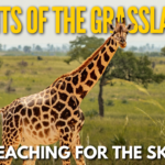 Giraffe standing tall among African savanna trees, showing its long neck, distinctive spotted coat, and towering height