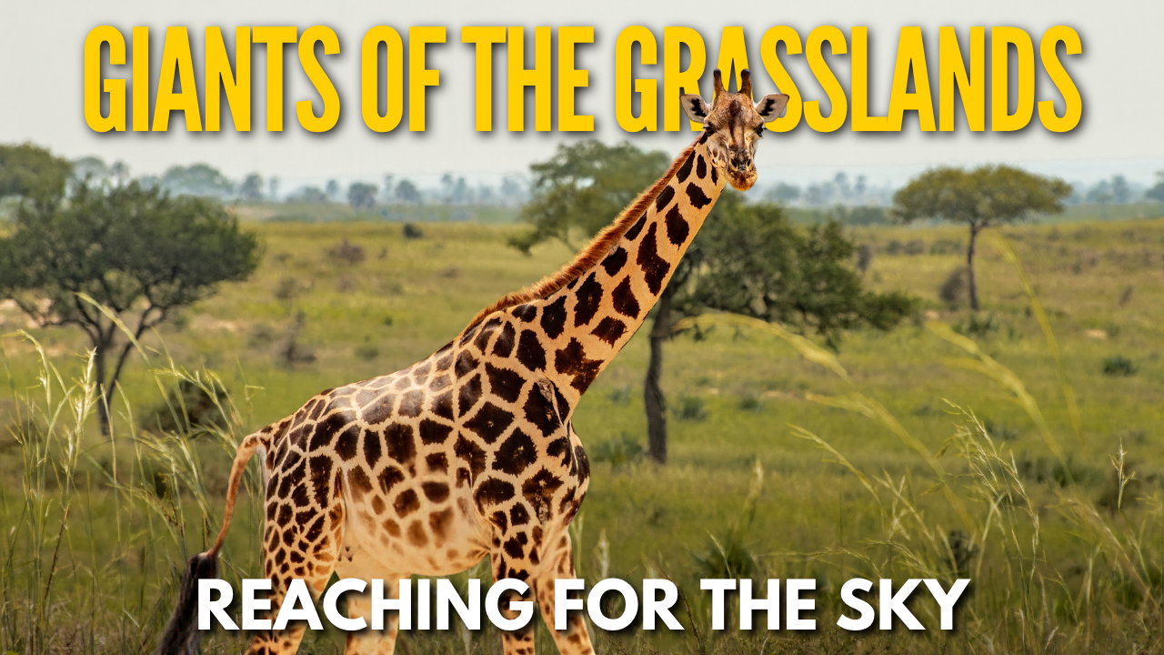 Giraffe standing tall among African savanna trees, showing its long neck, distinctive spotted coat, and towering height