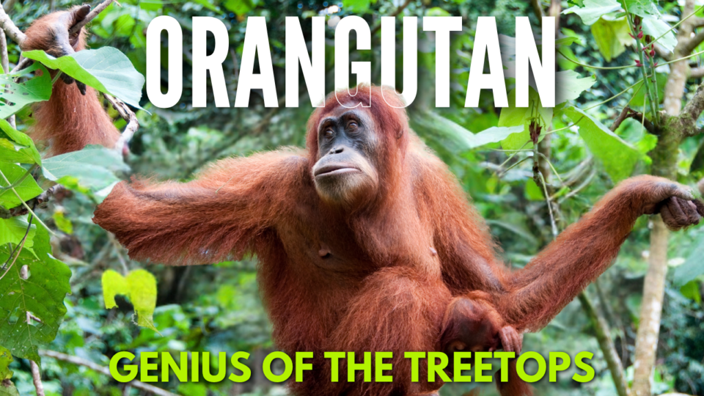 An orange-furred orangutan swings gracefully through the lush green canopy of a tropical rainforest, with text overlay reading Orangutan Secrets and subtitle Tree-Top Genius.