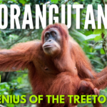 An orange-furred orangutan swings gracefully through the lush green canopy of a tropical rainforest, with text overlay reading Orangutan Secrets and subtitle Tree-Top Genius.